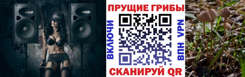 цена наркотик  Белгород  Псилоцибиновые грибы Psilocybine cubensis 